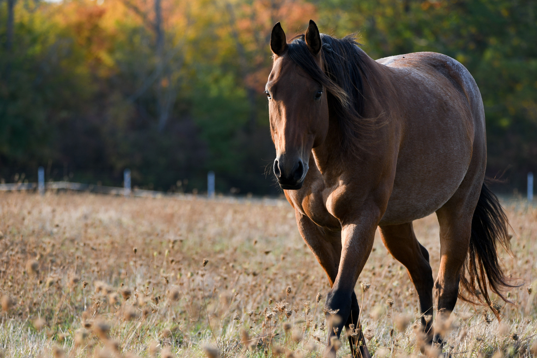 niagara horses