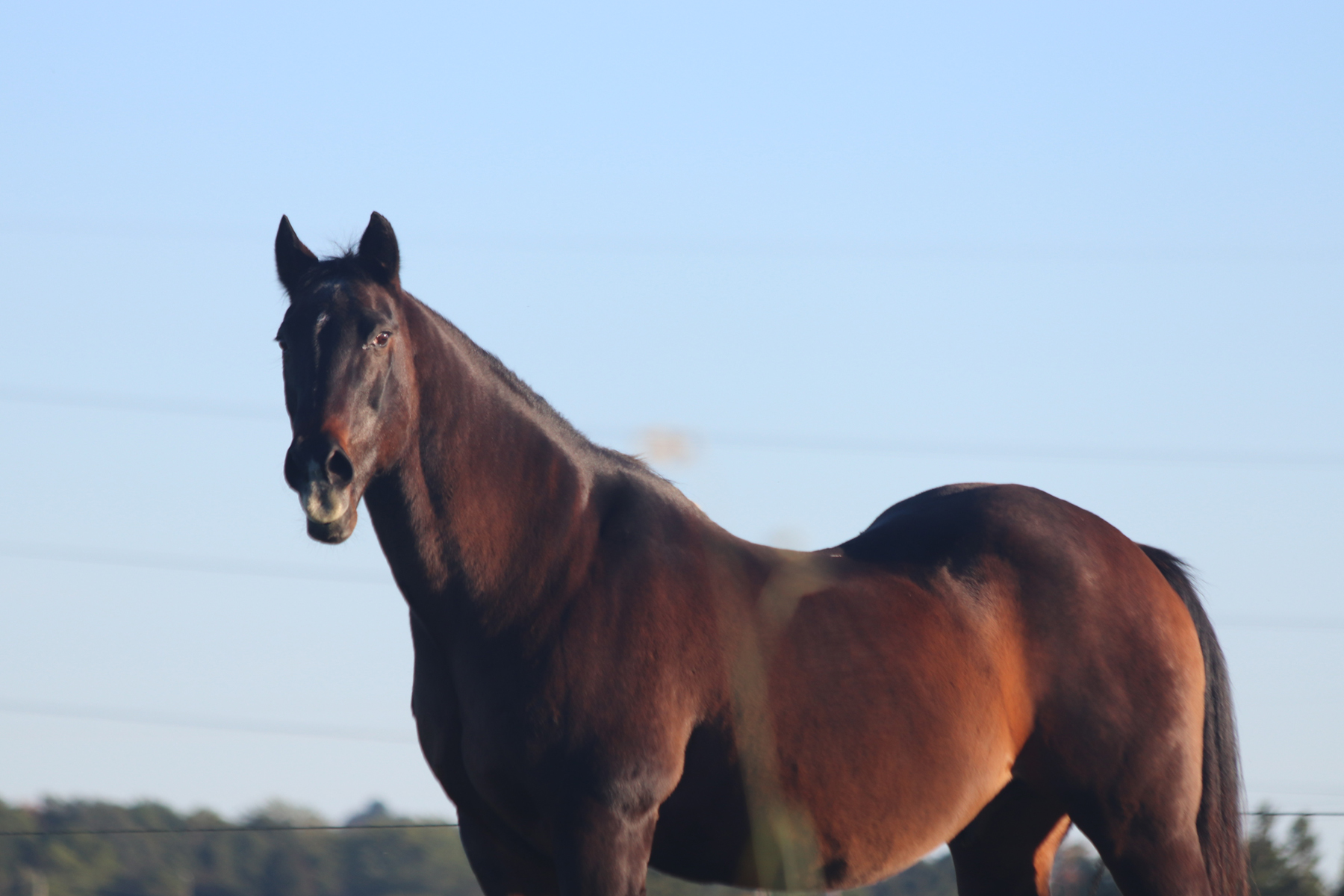 niagara horses