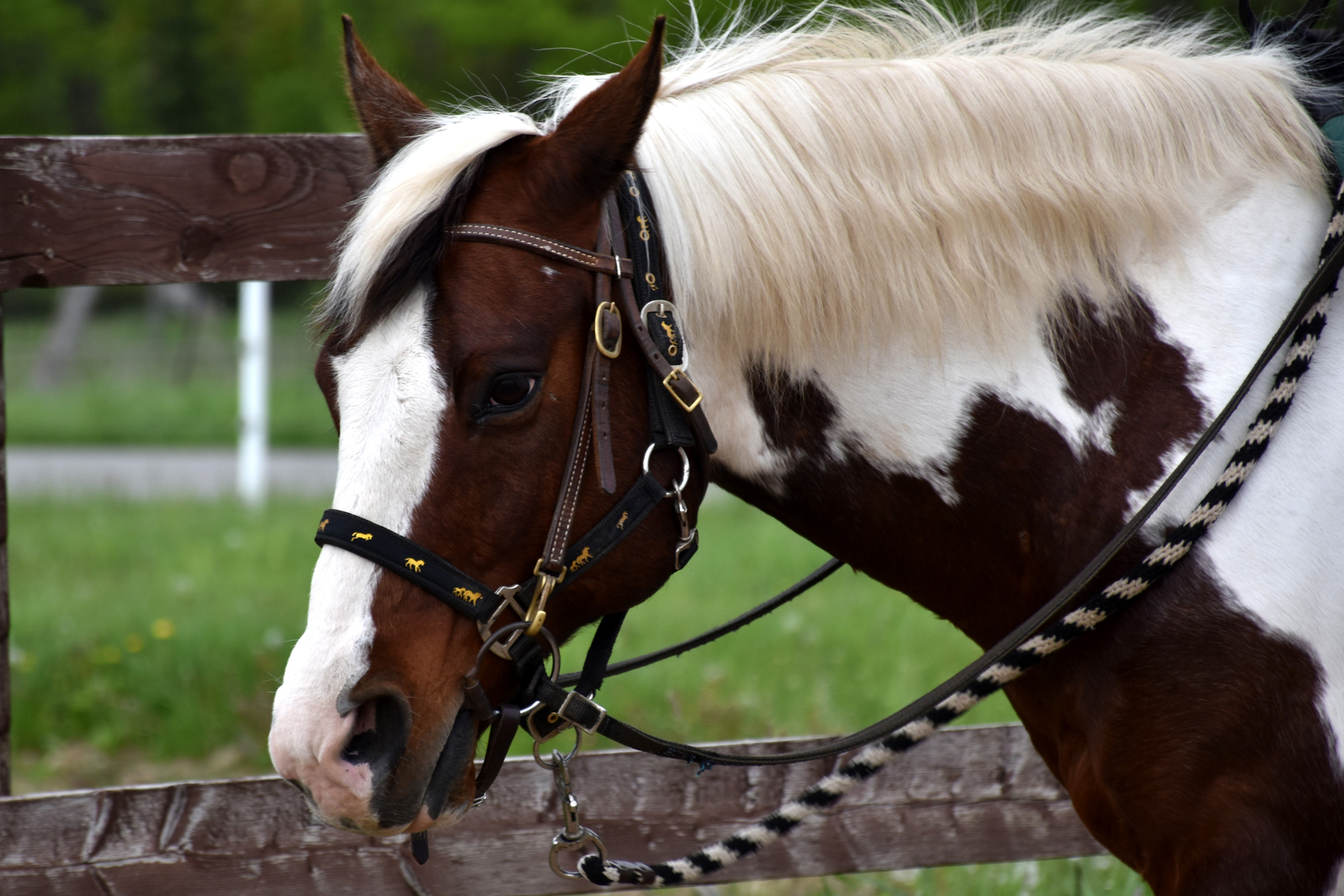 niagara horses