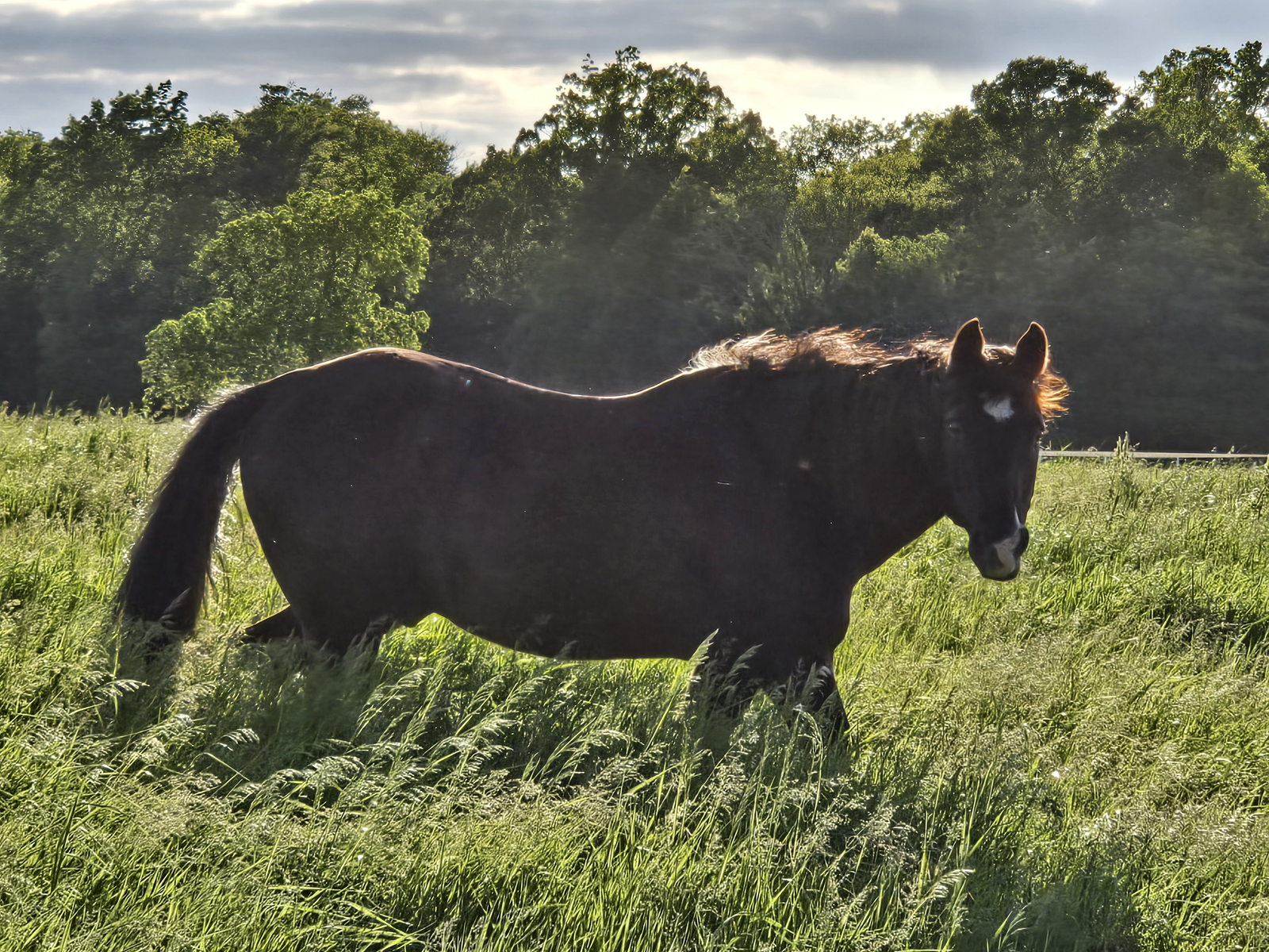 niagara horses