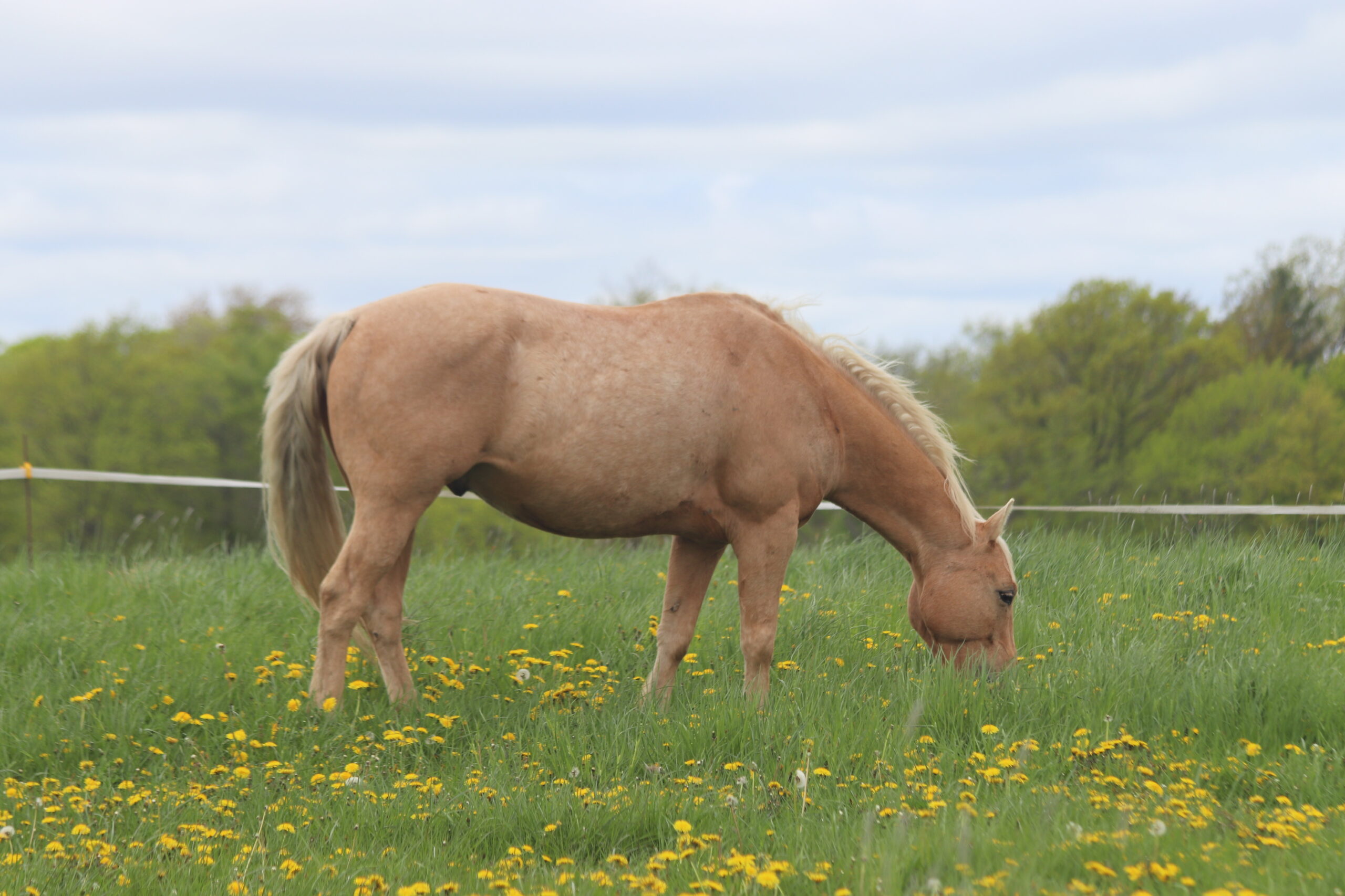 niagara horses