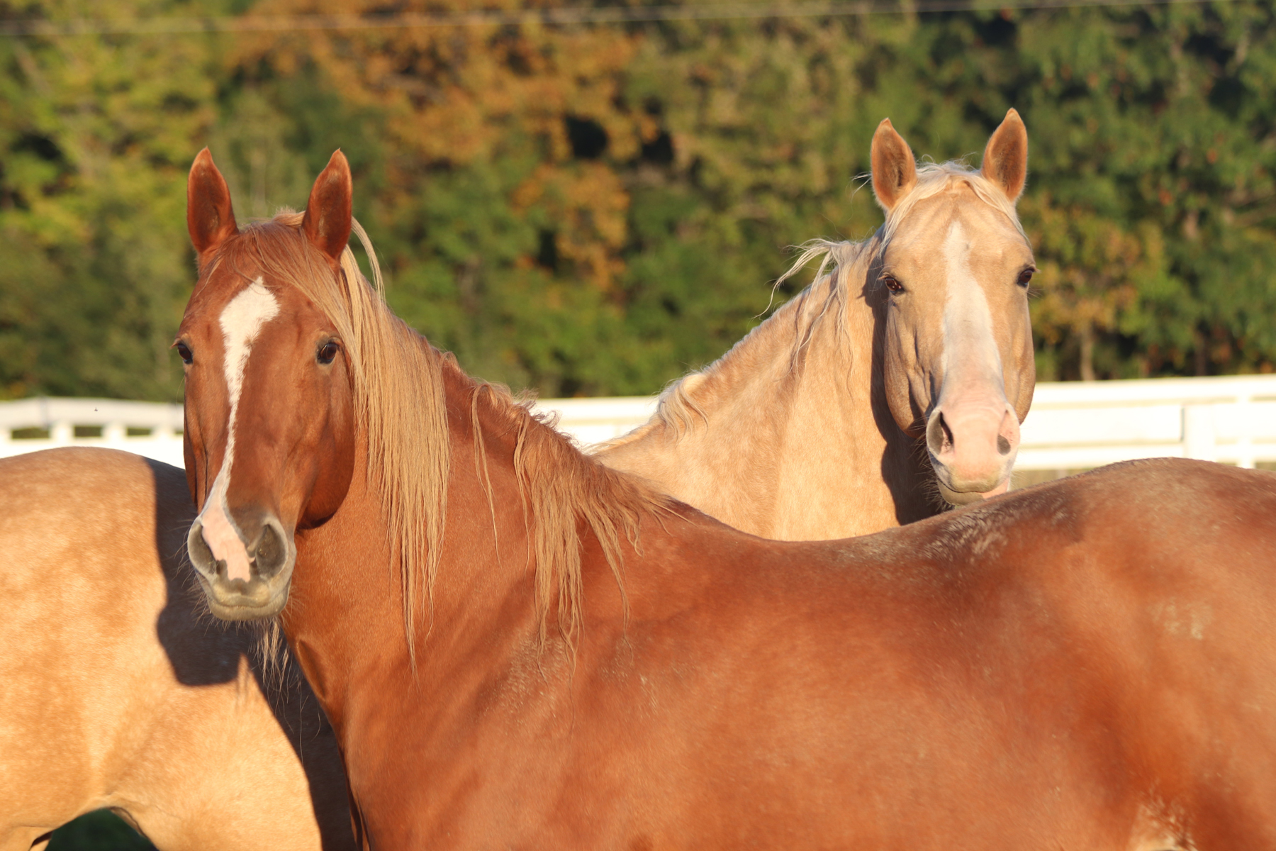 niagara horses