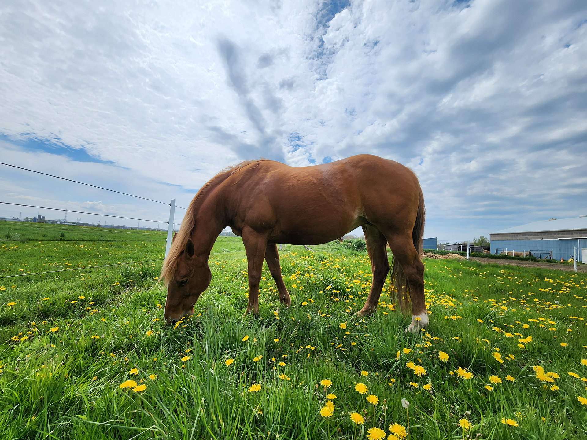 niagara horses