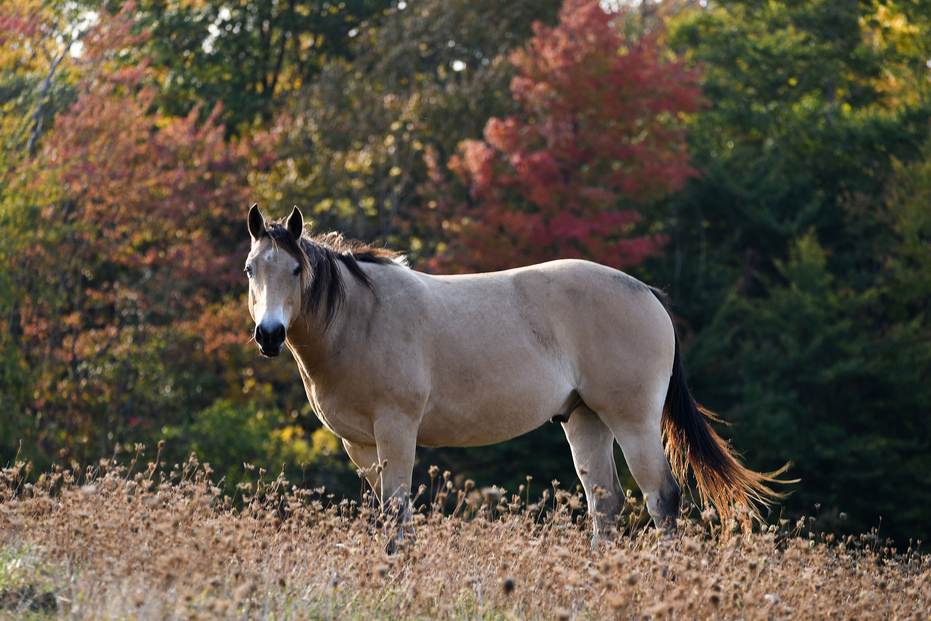 niagara horses